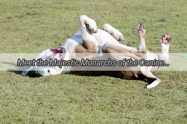 Meet the Majestic Monarchs of the Canine World A Royal Gallery of the Worlds Most Impressive Dogs